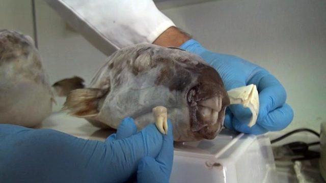 Balon balığının dişi bakın nerede kullanılacak