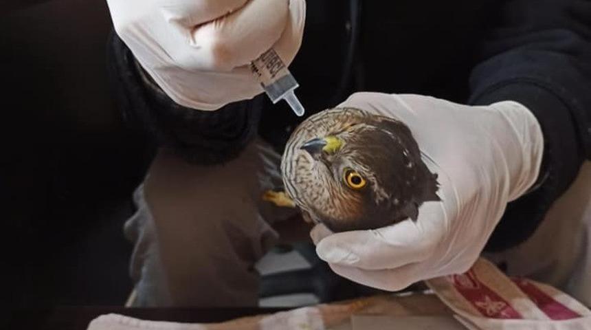 Yaralı atmaca tedavi altına alındı