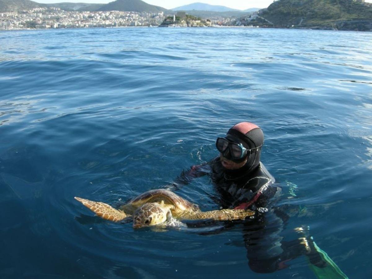 9 yıl &ouml;nce kurtarılan kaplumbağa bu kez başaramadı