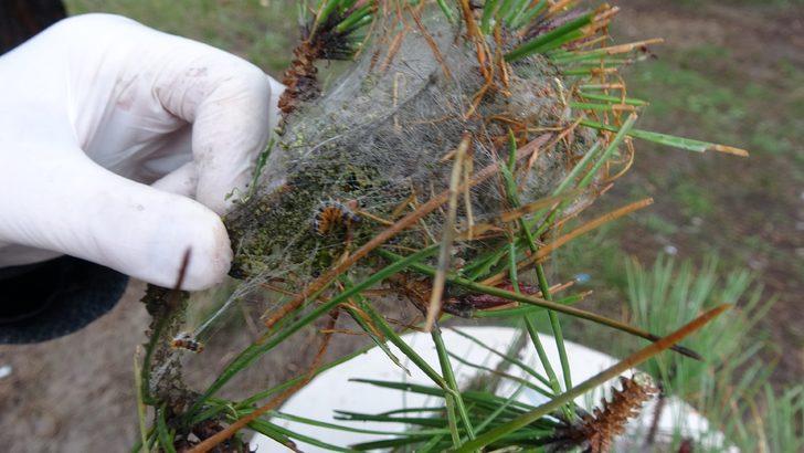 İstanbul ormanlarında çam kese böceği tehdidi! G1