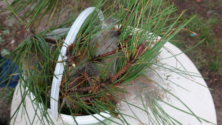 İstanbul ormanlarında çam kese böceği tehdidi! G2