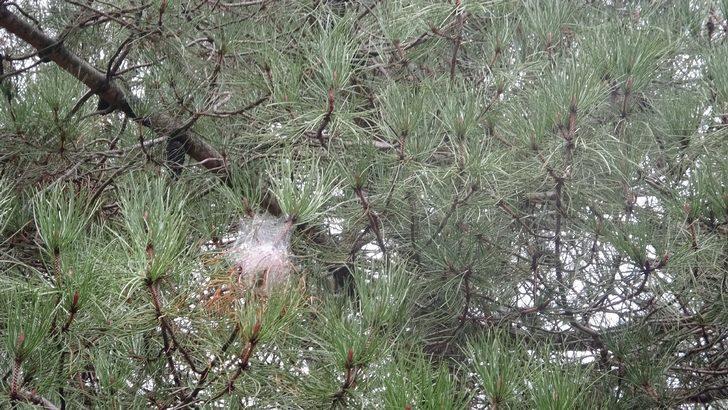 İstanbul ormanlarında çam kese böceği tehdidi! G3