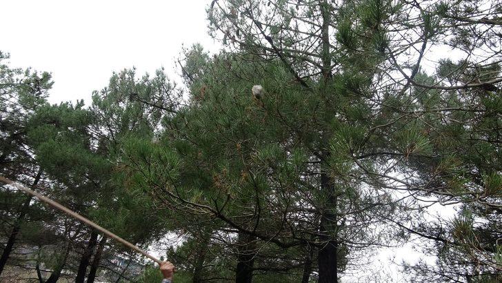 İstanbul ormanlarında çam kese böceği tehdidi! G4