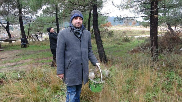 İstanbul ormanlarında çam kese böceği tehdidi! G5