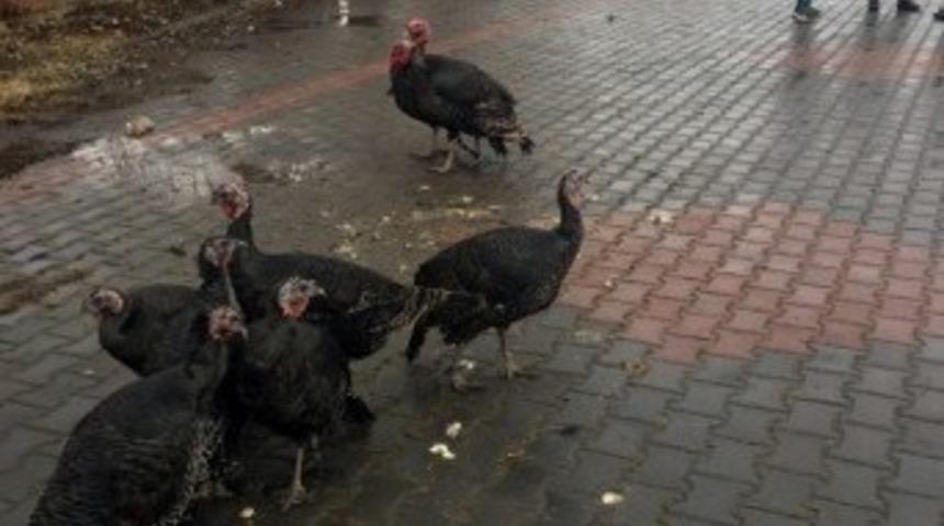 Yılbaşı hindileri pazarda yerini aldı