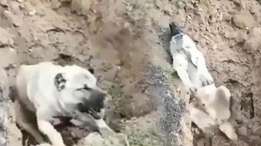 Can çekişen köpeğin görüntüleri Türkiye'yi ayağa kaldırmıştı! Flaş gelişme