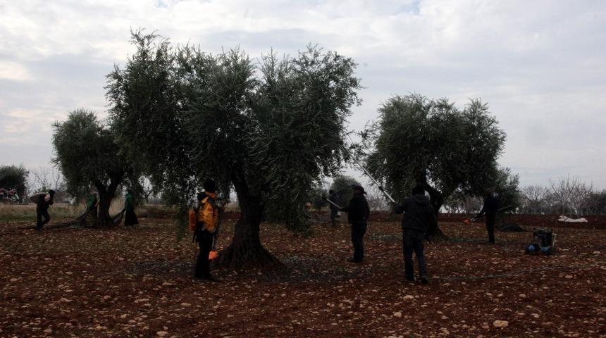 Kilis&rsquo;tde zeytin hasadı tamamlandı