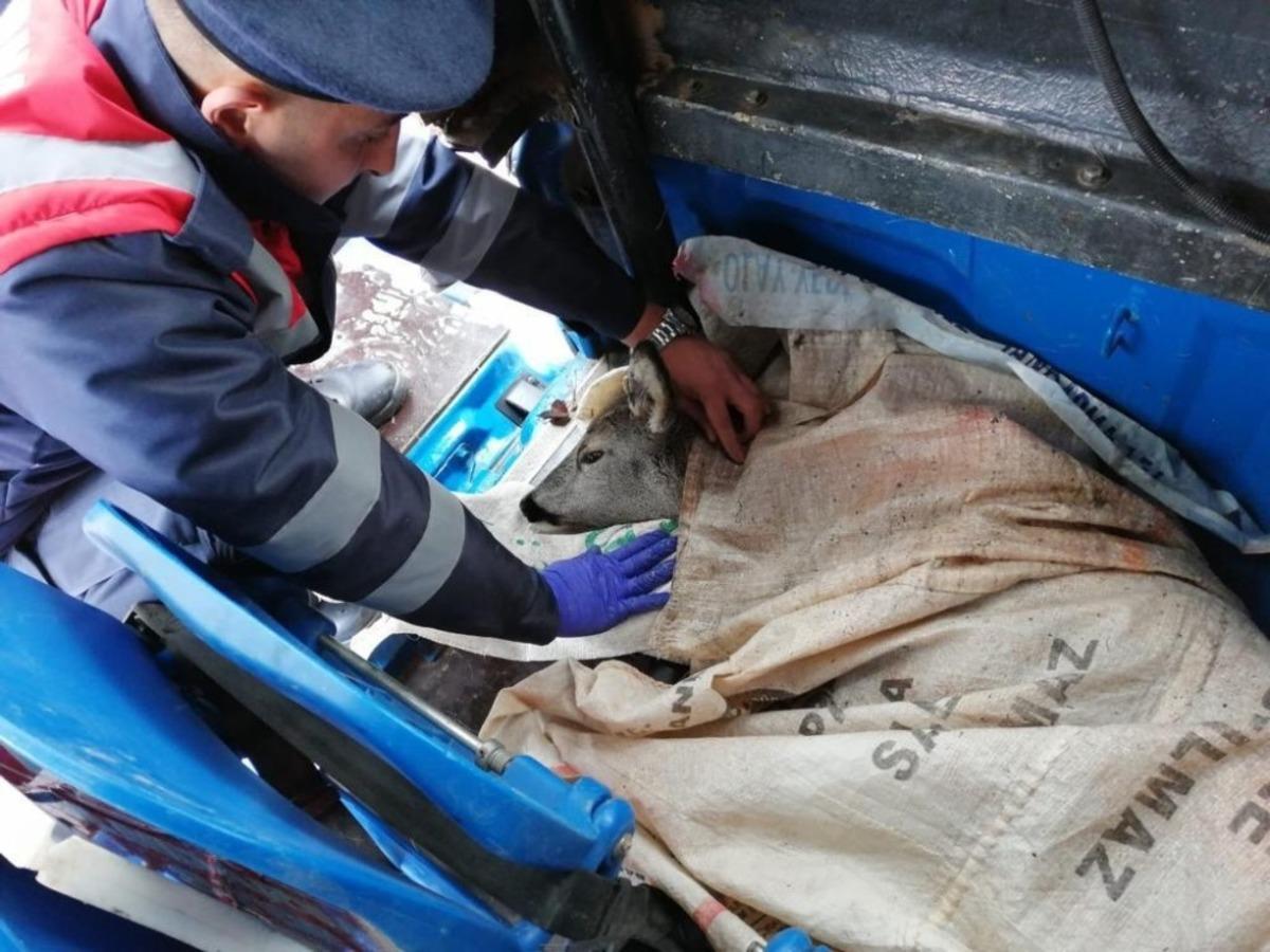 Yavru Karaca&rsquo;ya Jandarma sahip &ccedil;ıktı