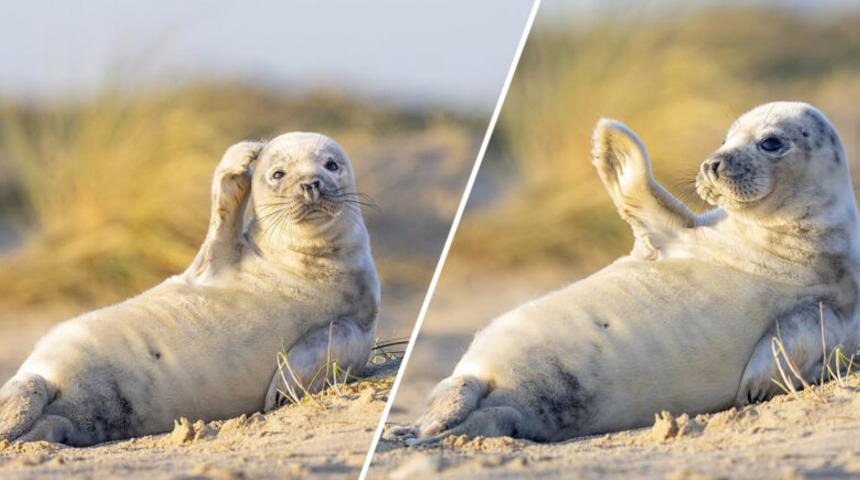 Fok yavrusu kameralara el salladı!