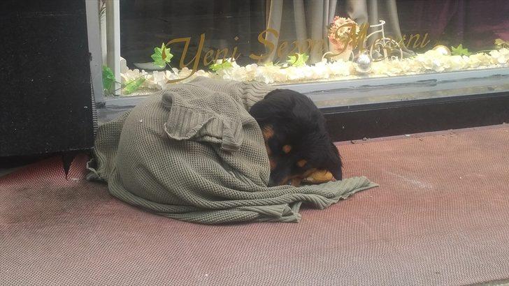 Kaldırımda yatan köpeği soğuktan korumak için üzerine hırka örttüler G1