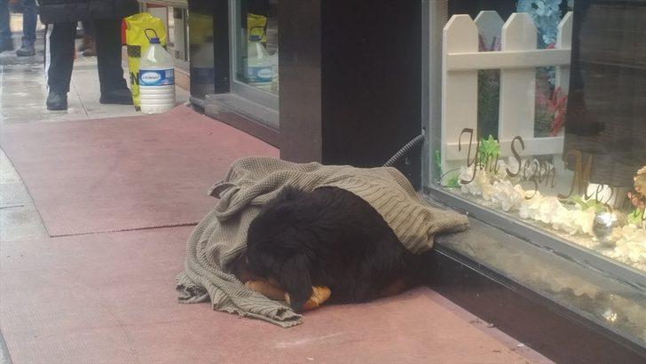 Kaldırımda yatan köpeği soğuktan korumak için üzerine hırka örttüler G2