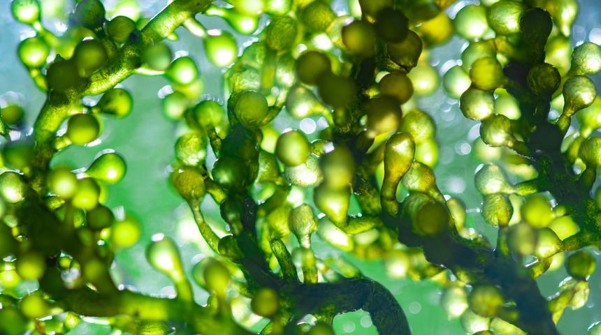 2020 gıda trendleri ve beslenme akımları