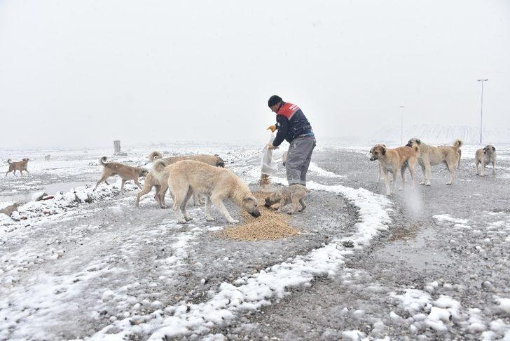 Karatay Belediyesi sokak hayvanlarını unutmuyor G3