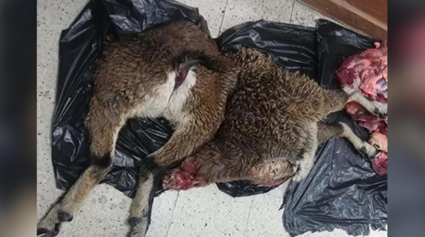 Tunceli'de yaban keçisi avlayan baba ve oğluna 50 bin lira ceza