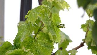 Şoke oldu: İlk kez böyle bir şey gördüm!