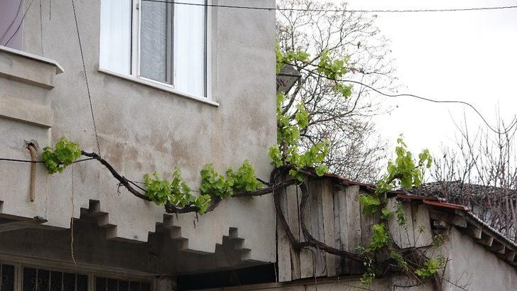 Şoke oldu: İlk kez böyle bir şey gördüm! G2