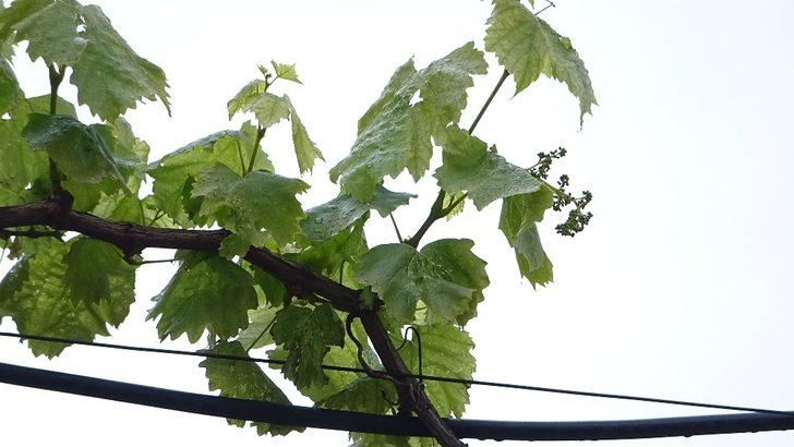 Şoke oldu: İlk kez böyle bir şey gördüm! G5