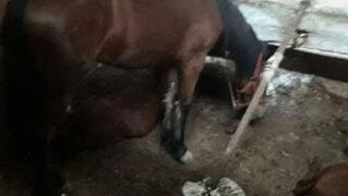 Büyükada’daki karantina ahırları görüntülendi