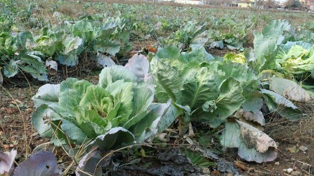 Satılamayan lahanalar tarlada kaldı