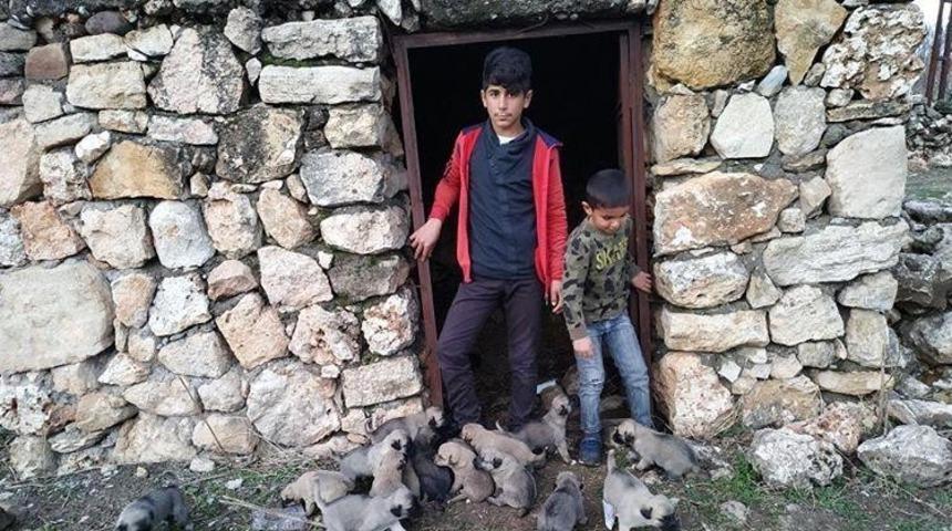 Lise &ouml;ğrencisi sokakta kalan k&ouml;pek yavruları i&ccedil;in yetkililerden destek istedi