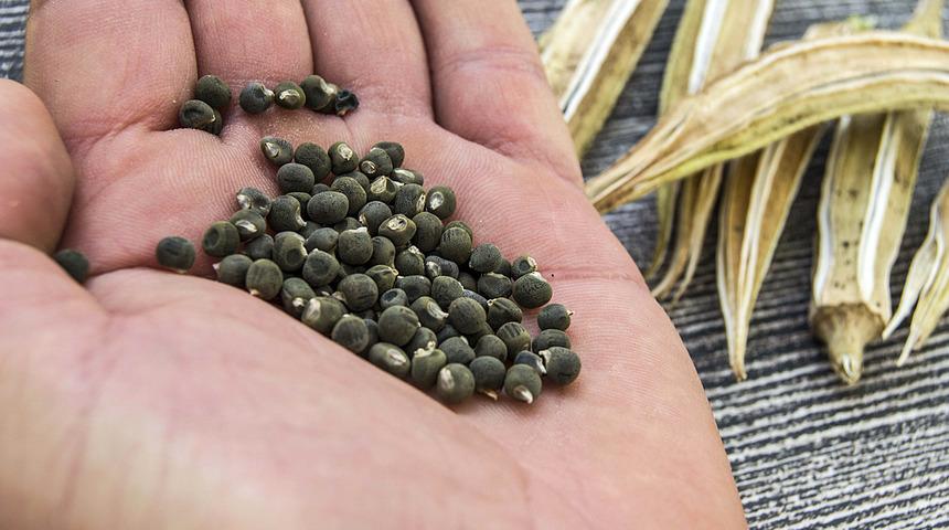 Bamya tohumunun faydaları: Zayıflatıyor, enfeksiyonla savaşıyor, hafızayı koruyor! 