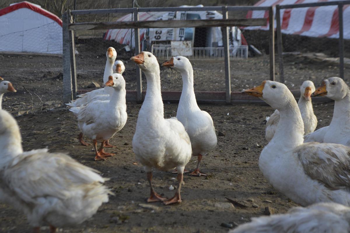 M&uuml;hendis, okuduğu haberlerden etkilenip kaz &ccedil;iftliği kurdu