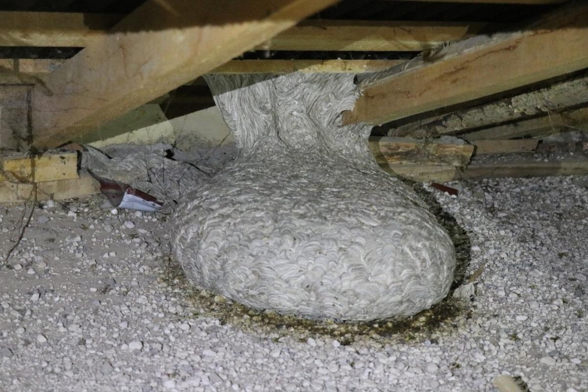 Aksaray&rsquo;da apartmanın &ccedil;atısında yaban arısı yuvası bulundu