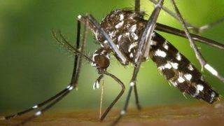 Düzce'de vatandaşlar Batı Nil Virüsü'ne karşı uyarıldı