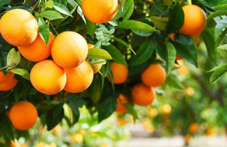 TARSİM: “Sigortalı üretici ve yetiştiricilerimize 1.3 milyar hasar ödemesi yapıldı” G5