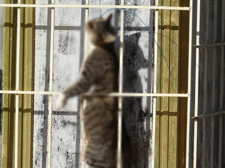 Kediyi çelik telle asarak öldüreni bulmak için özel ekip kuruldu G2