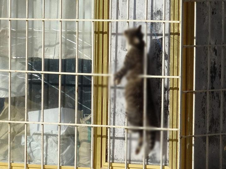 Kediyi çelik telle asarak öldüreni bulmak için özel ekip kuruldu G3