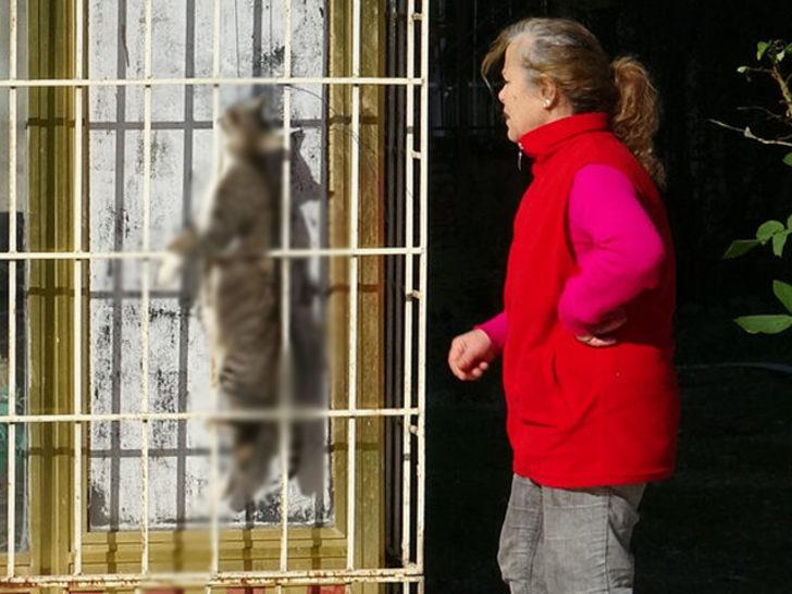 Kediyi çelik telle asarak öldüreni bulmak için özel ekip kuruldu G4