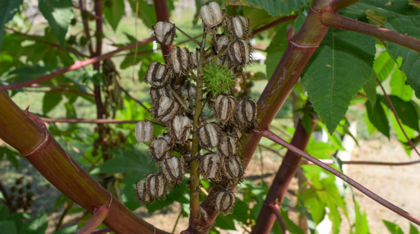 Kleopatra'nın vazgeçilmeziydi! Güzellik sorunlarını kökünden çözen hint yağı bakın neler neler yapıyor! 
