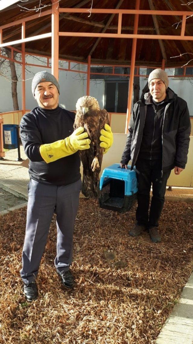 Yaralı kaya kartalı tedavi altına alındı