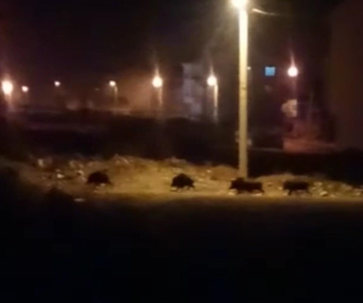 A&ccedil; kalan domuzlar mahalleye indi