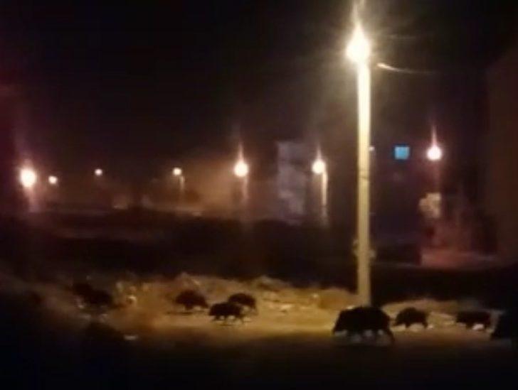 Aç kalan domuzlar mahalleye indi G2