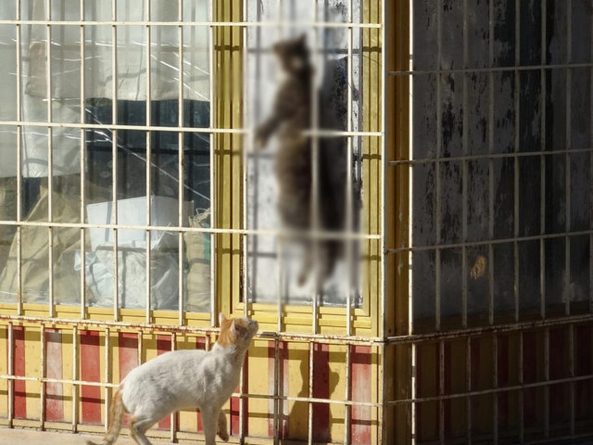 Kediyi &ccedil;elik telle asarak &ouml;ld&uuml;reni bulmak i&ccedil;in &ouml;zel ekip kuruldu