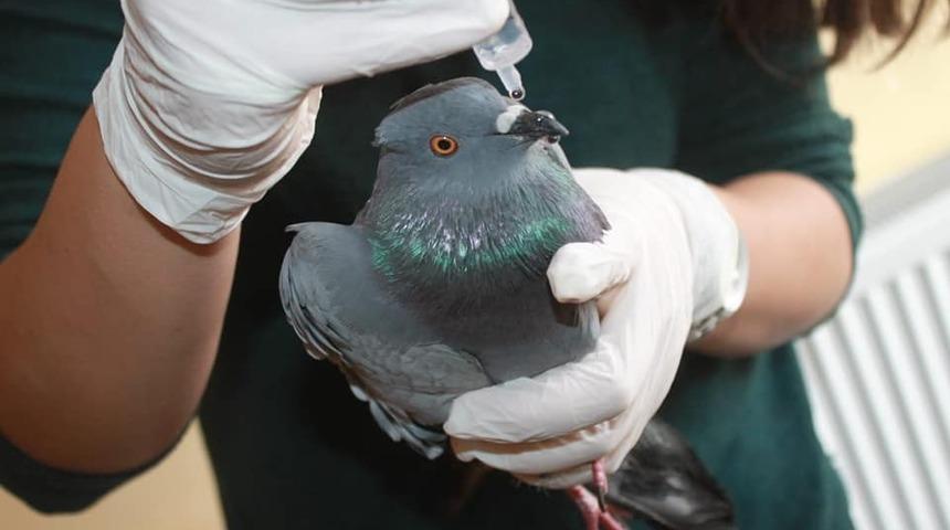 U&ccedil;amaz halde bulunan g&uuml;vercin tedavi altına alındı