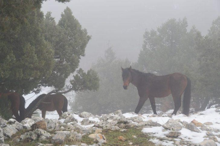 Manisalılar yeni yılın ilk günü Spil’e akın etti G5