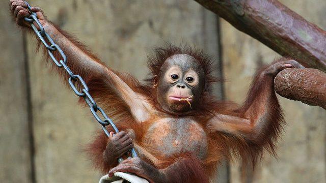 Changi, 2010 yılında hayvanat bahçesinde doğan orangutanlardan biriydi.