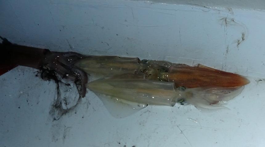 Bozcaada kalamarı tarifi: Bozcaada kalamarı gelir kapısı oldu