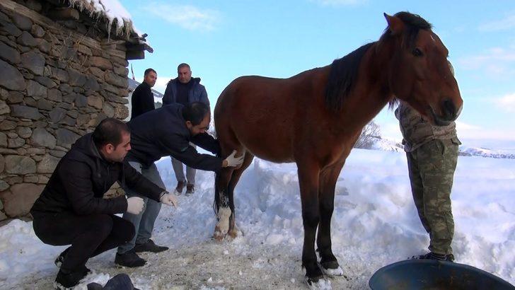 Muş'ta ayağı kırık at için ekipler seferber oldu G2