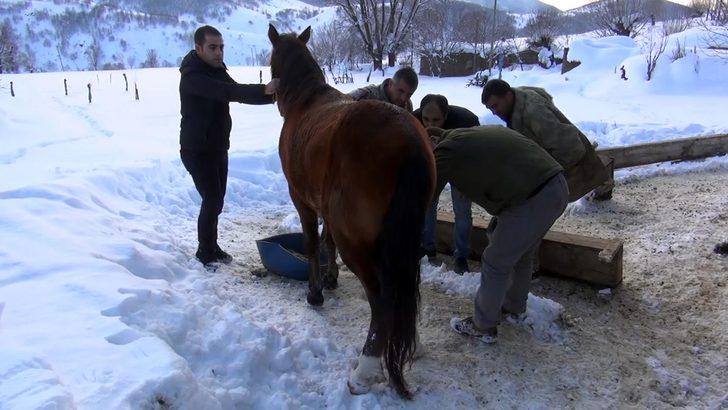 Muş'ta ayağı kırık at için ekipler seferber oldu G3