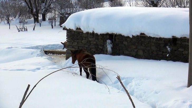 Muş'ta ayağı kırık at için ekipler seferber oldu G4