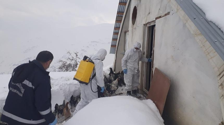 Hakkari’de tavuk çiftlikleri ilaçlandı