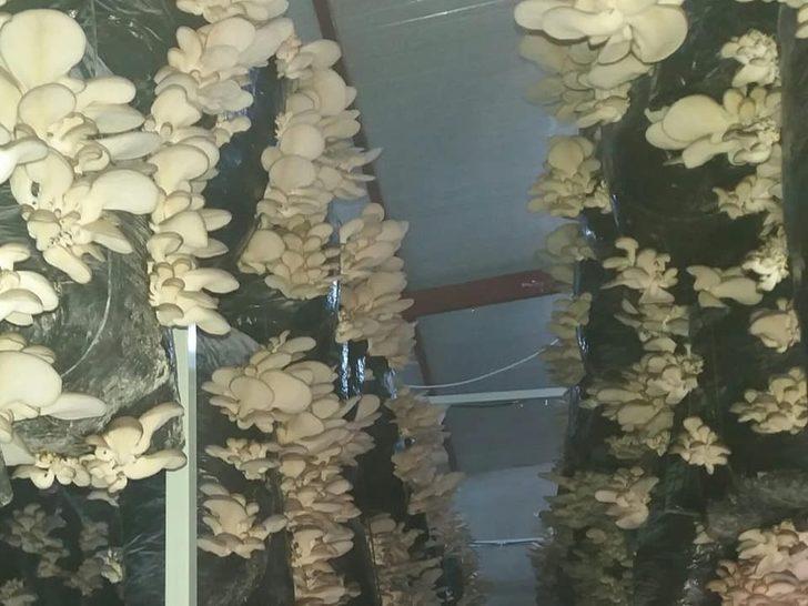 Genç Çiftçi Projesi ile istiridye mantarı üretimine başladı G3