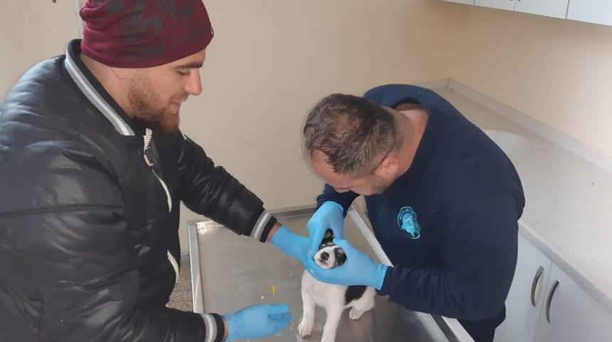 Yavru köpek donmaktan son anda kurtarıldı