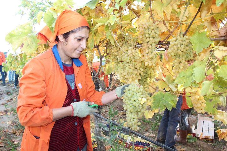 Limanı ve ülke sınırı olmayan Alaşehir’den 550 milyon dolarlık ihracat G2