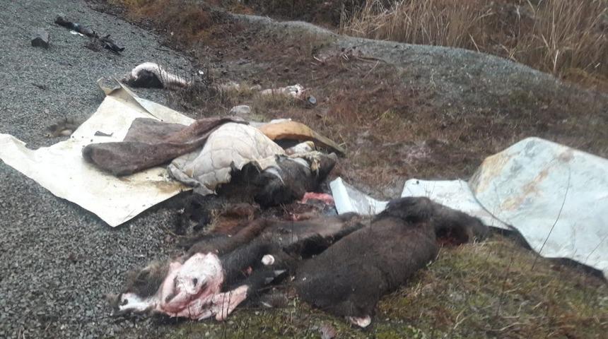 Domuzları parçalayıp derilerini yol kenarına bıraktılar