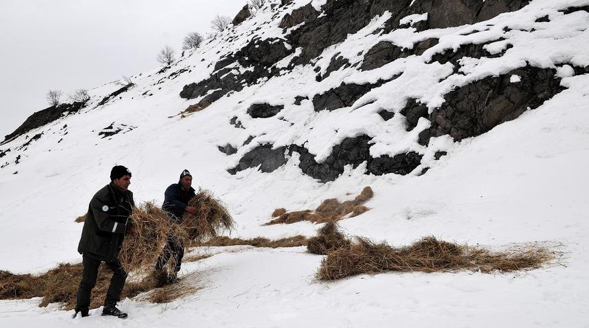 Yaban hayvanlarına yem